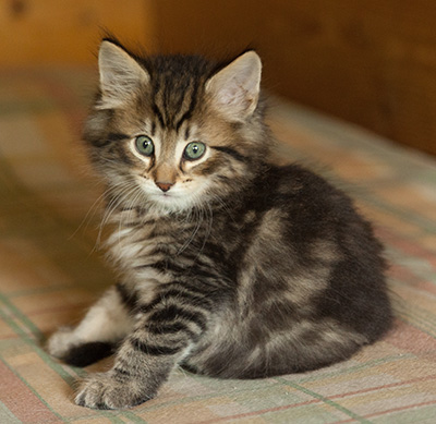 Iago - 7 weeks old