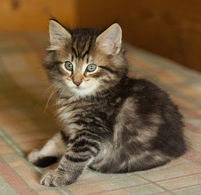 Iago - 7 weeks old