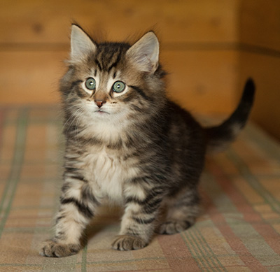 Iago - 7 weeks old