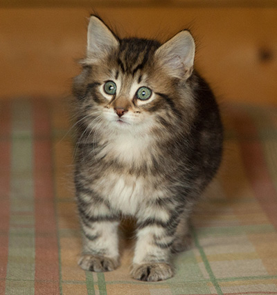 Iago - 7 weeks old