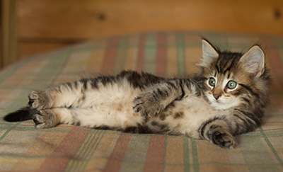 Iago - 7 weeks old
