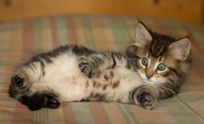 Iago - 7 weeks old