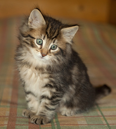 Iago - 7 weeks old
