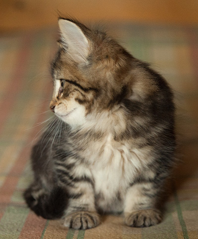 Iago - 7 weeks old