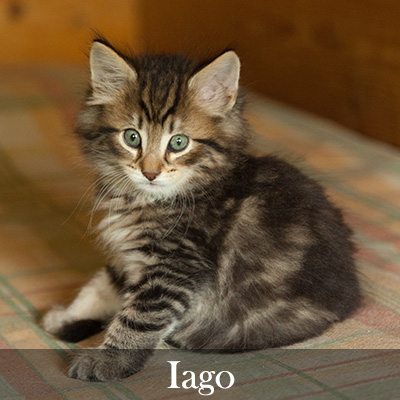 Iago