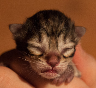 Iago - First Day