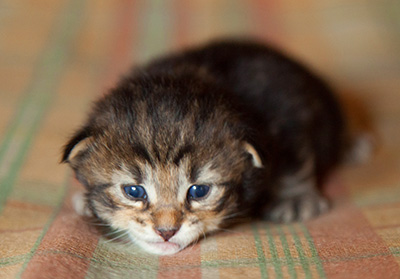 Igor - 3 weeks old