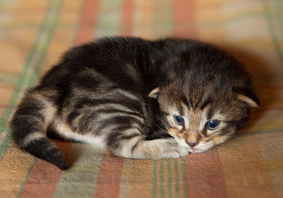Igor - 3 weeks old
