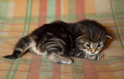 Igor - 3 weeks old