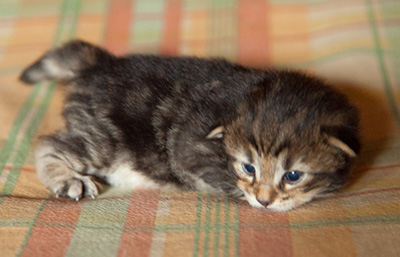 Igor - 3 weeks old