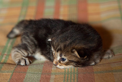 Igor - 3 weeks old
