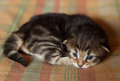 Igor - 3 weeks old