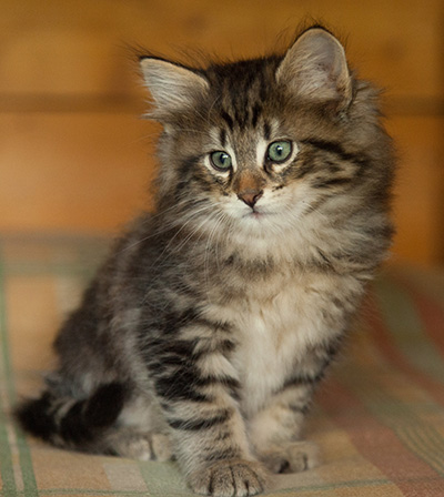 Igor - 7 weeks old
