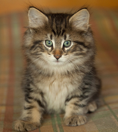 Igor - 7 weeks old