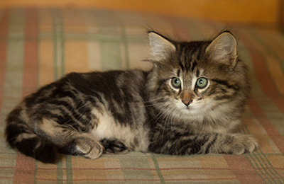 Igor - 7 weeks old