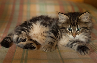 Igor - 7 weeks old