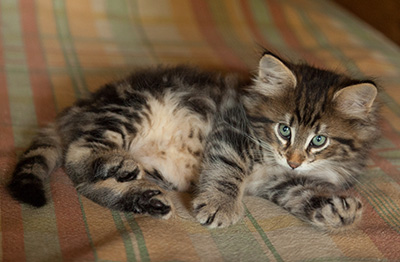 Igor - 7 weeks old