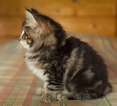 Igor - 7 weeks old