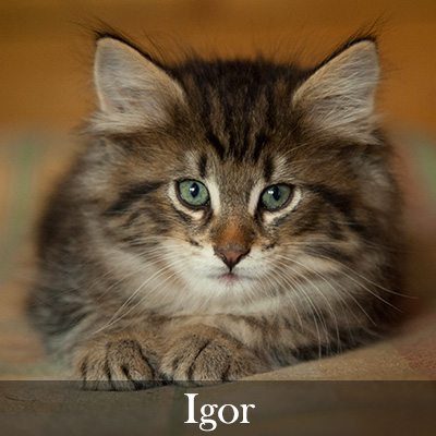 Igor