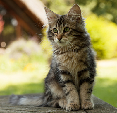 Ilias - 14 weeks old