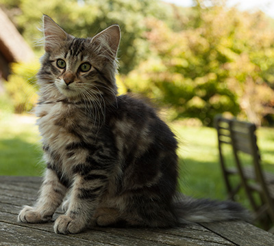 Ilias - 14 weeks old