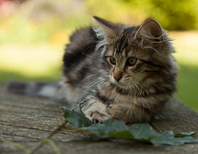 Ilias - 14 weeks old