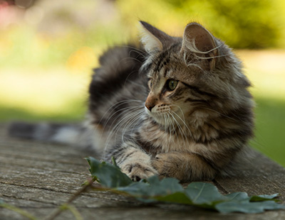 Ilias - 14 weeks old