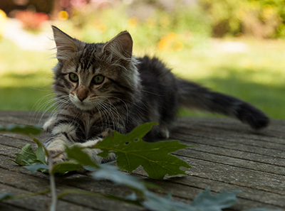 Ilias - 14 weeks old
