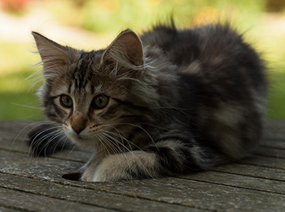 Ilias - 14 weeks old