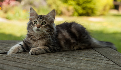 Ilias - 14 weeks old