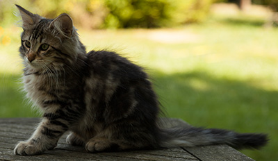 Ilias - 14 weeks old