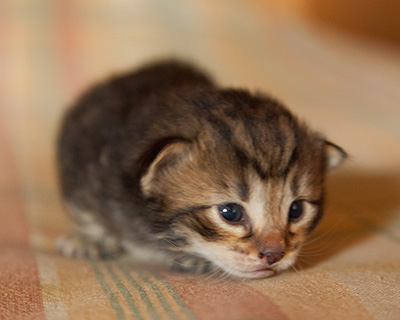 Ilias - 3 weeks old