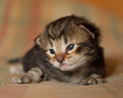 Ilias - 3 weeks old