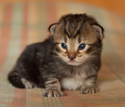 Ilias - 3 weeks old