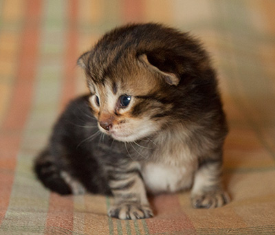 Ilias - 3 weeks old