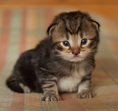 Ilias - 3 weeks old
