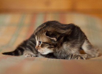 Ilias - 3 weeks old