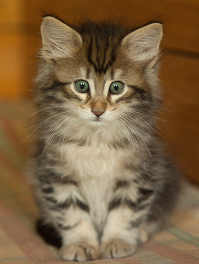 Ilias - 7 weeks old