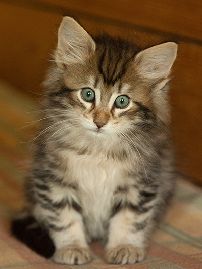 Ilias - 7 weeks old