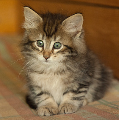 Ilias - 7 weeks old