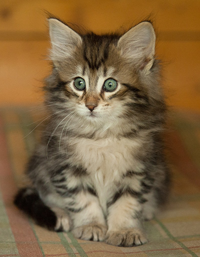 Ilias - 7 weeks old