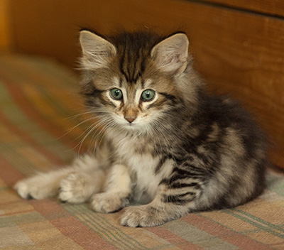 Ilias - 7 weeks old