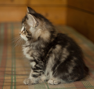 Ilias - 7 weeks old
