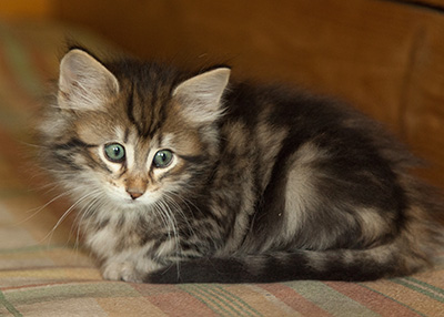 Ilias - 7 weeks old