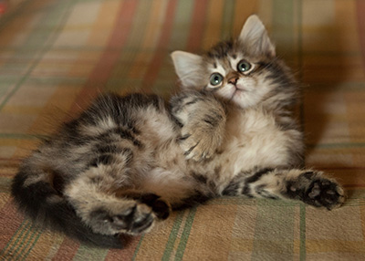 Ilias - 7 weeks old