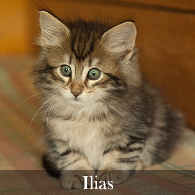 Ilias