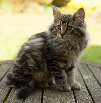 Ingalena - 14 weeks old