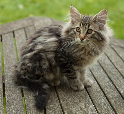 Ingalena - 14 weeks old