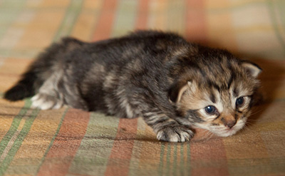 Ingalena - 3 weeks old