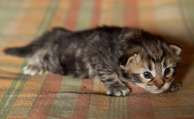 Ingalena - 3 weeks old
